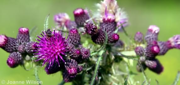 Marsh Thistle